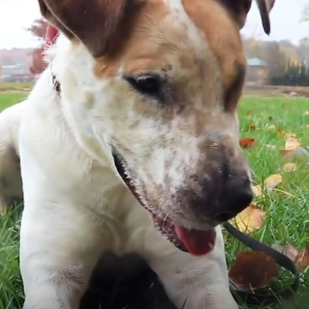 A dog with a white and brown coat, likely a Jack Russell Terrier or similar breed, stands on grass in an outdoor autumn setting under overcast skies.