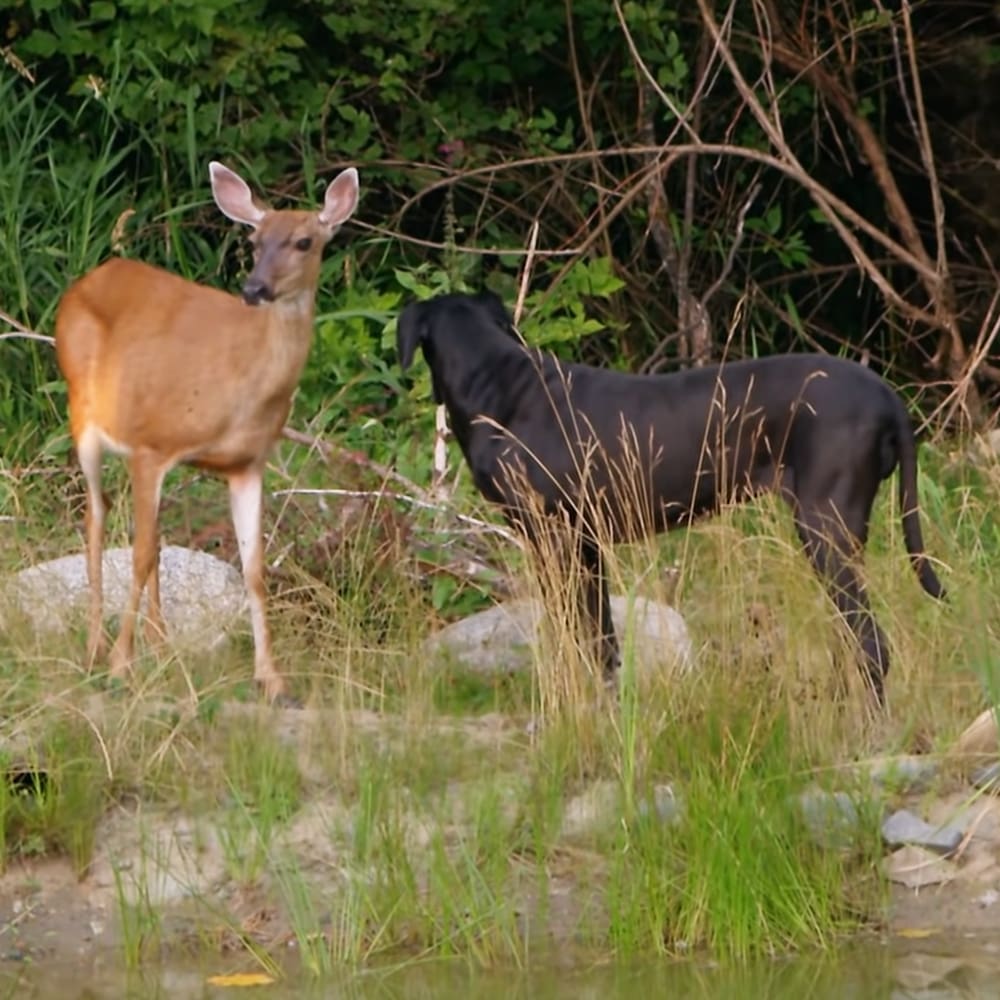 A light brown deer with white legs stands near water amidst lush greenery. Another black animal resembling a dog or wolf is also present.