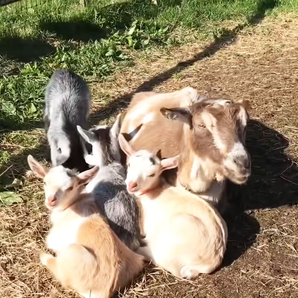 A group of goats in an outdoor setting with long shadows indicating late afternoon or early morning light.