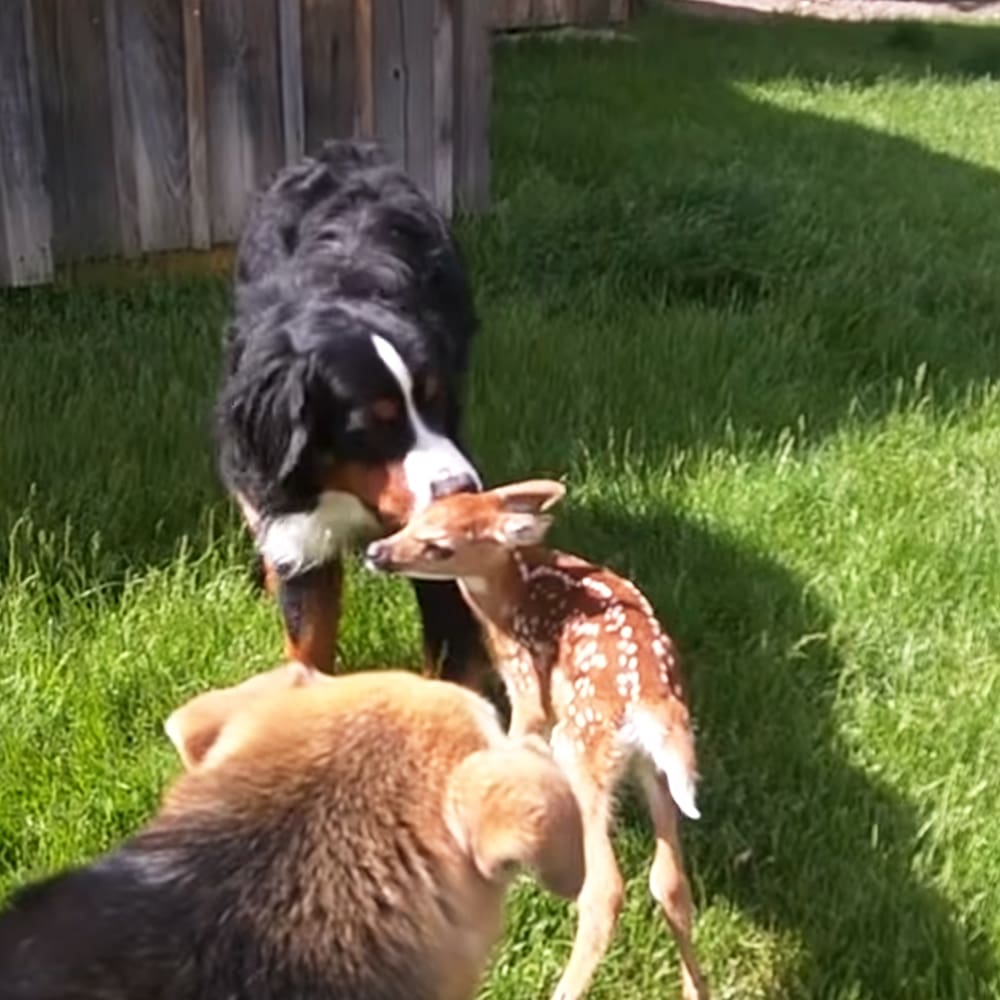 A young Bernese Mountain Dog interacts with a juvenile deer in an outdoor grassy area on a bright sunny day.