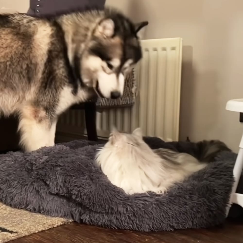 A husky dog interacting with a long-haired cat in an indoor home setting, with a gray pet bed and radiator.
