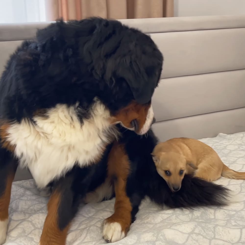 A large adult Bernese Mountain Dog with black, white, and brown fur lies next to a smaller light brown puppy in an indoor bedroom setting with natural lighting.