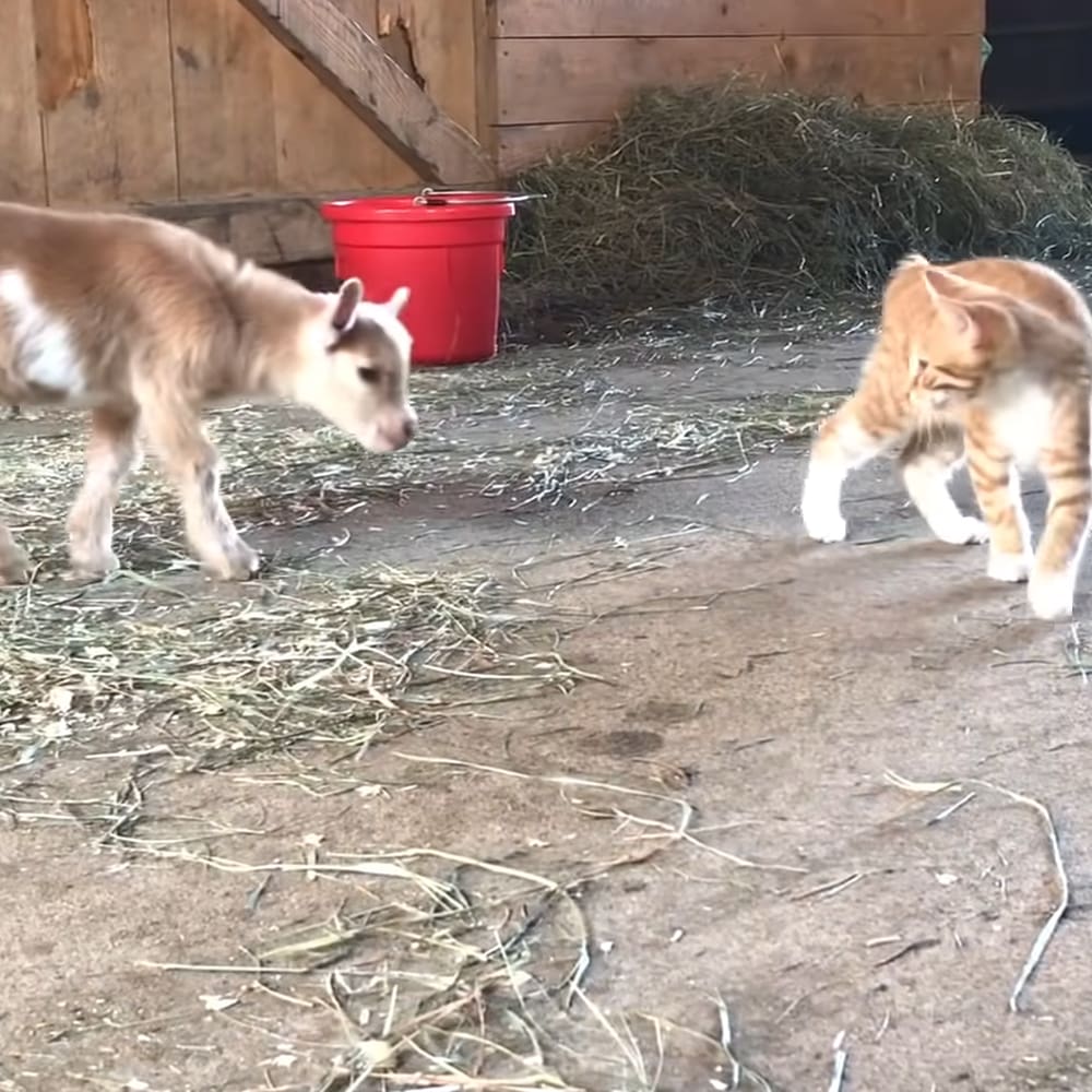 Young calf with light brown fur and white markings, orange tabby kitten in a barn setting under natural daylight.