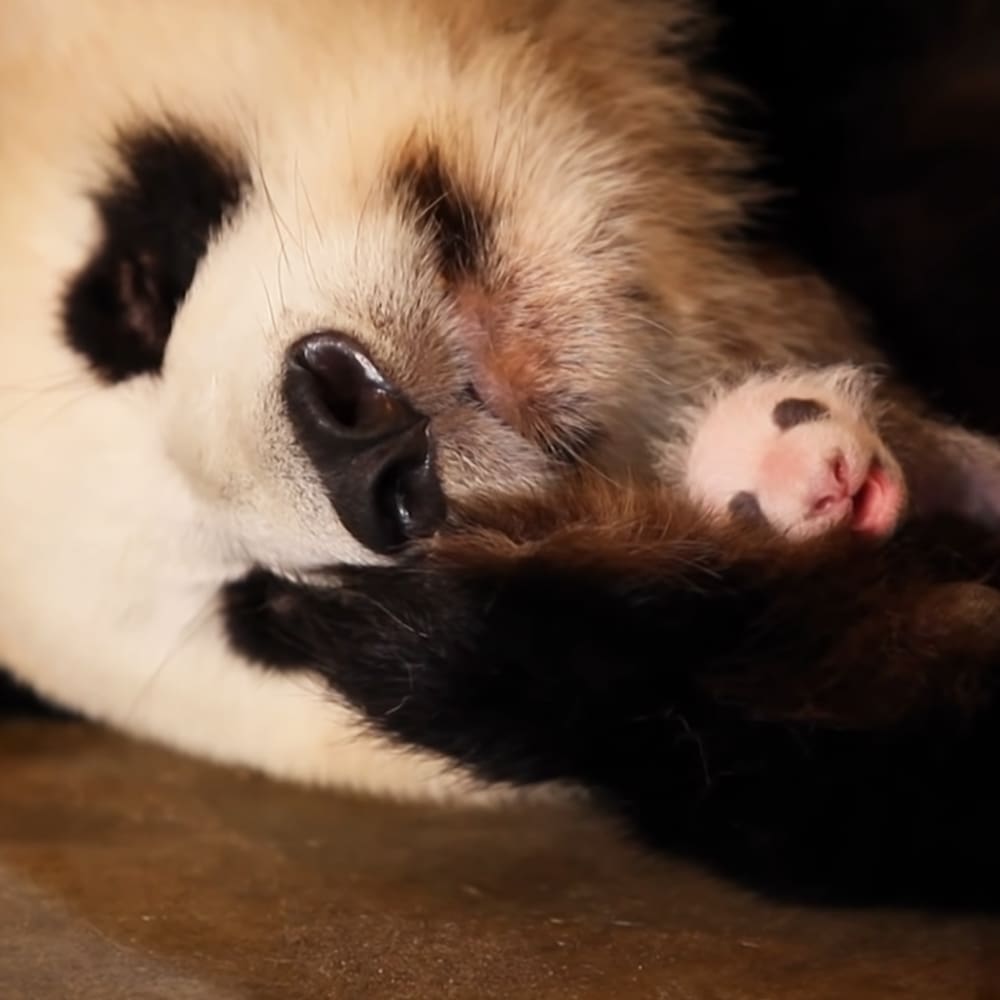 A young panda bear cub with black and white fur markings on a dark indoor wooden surface, likely at night.