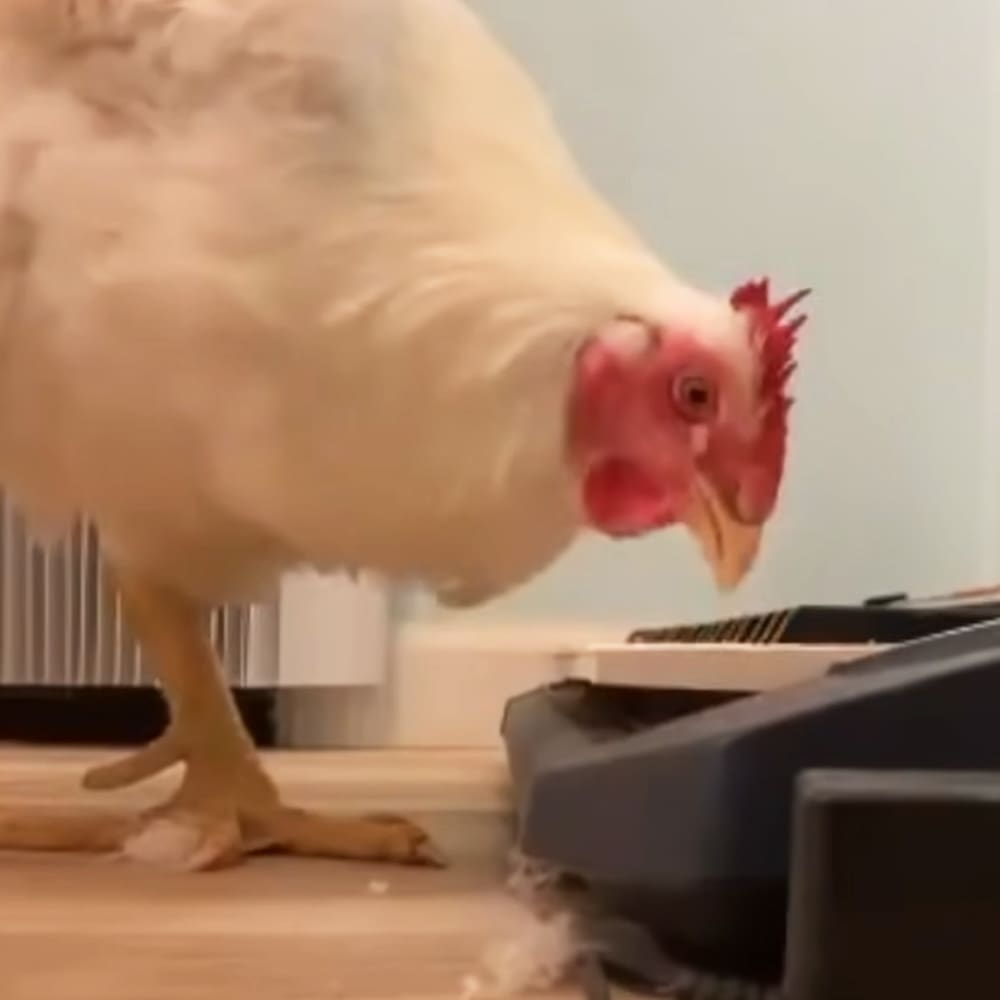 A white chicken with red comb and wattle, placed indoors near musical equipment.