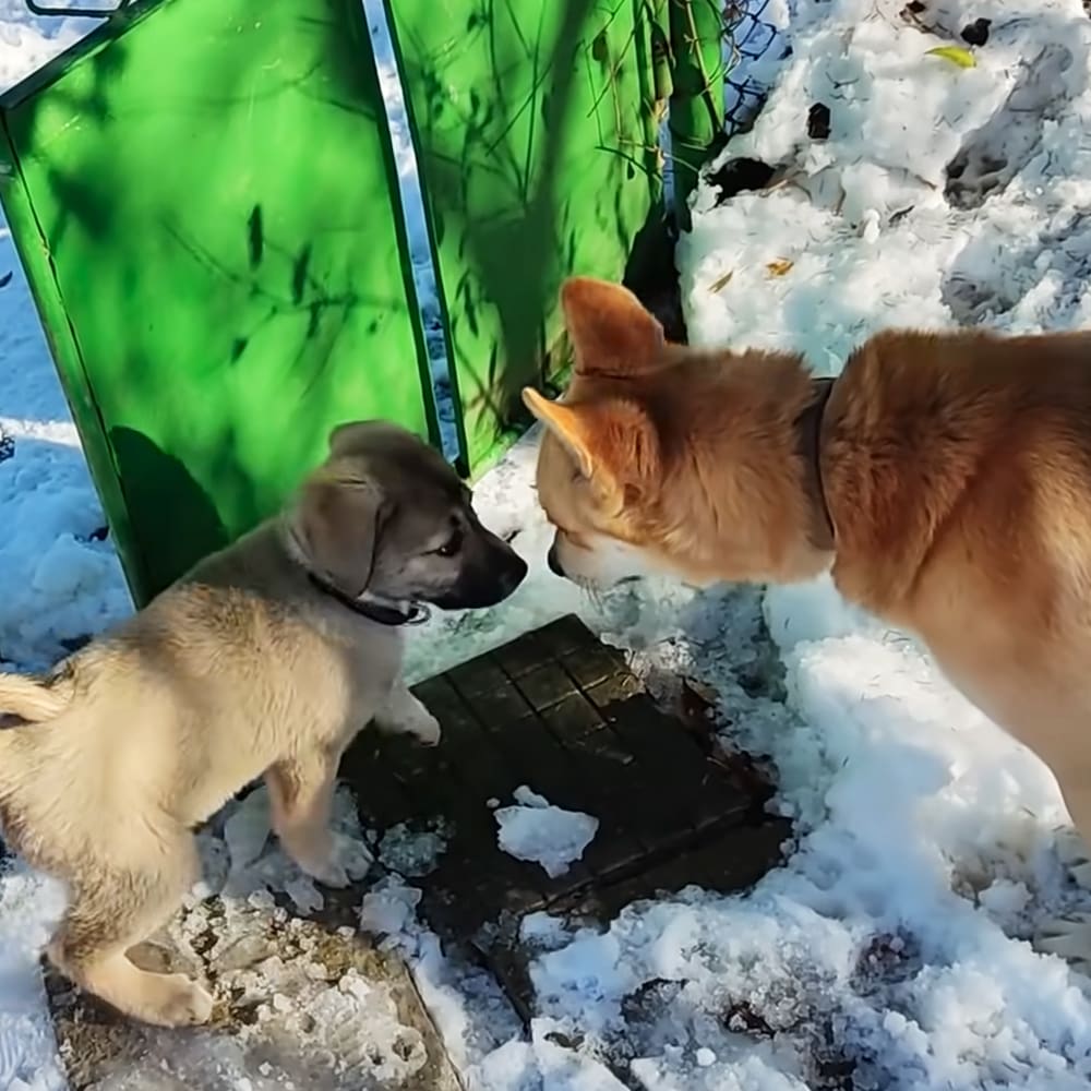Two dogs in a snowy outdoor setting with light brown and reddish-brown fur, black and darker collars on a green screen backdrop under sunlight.