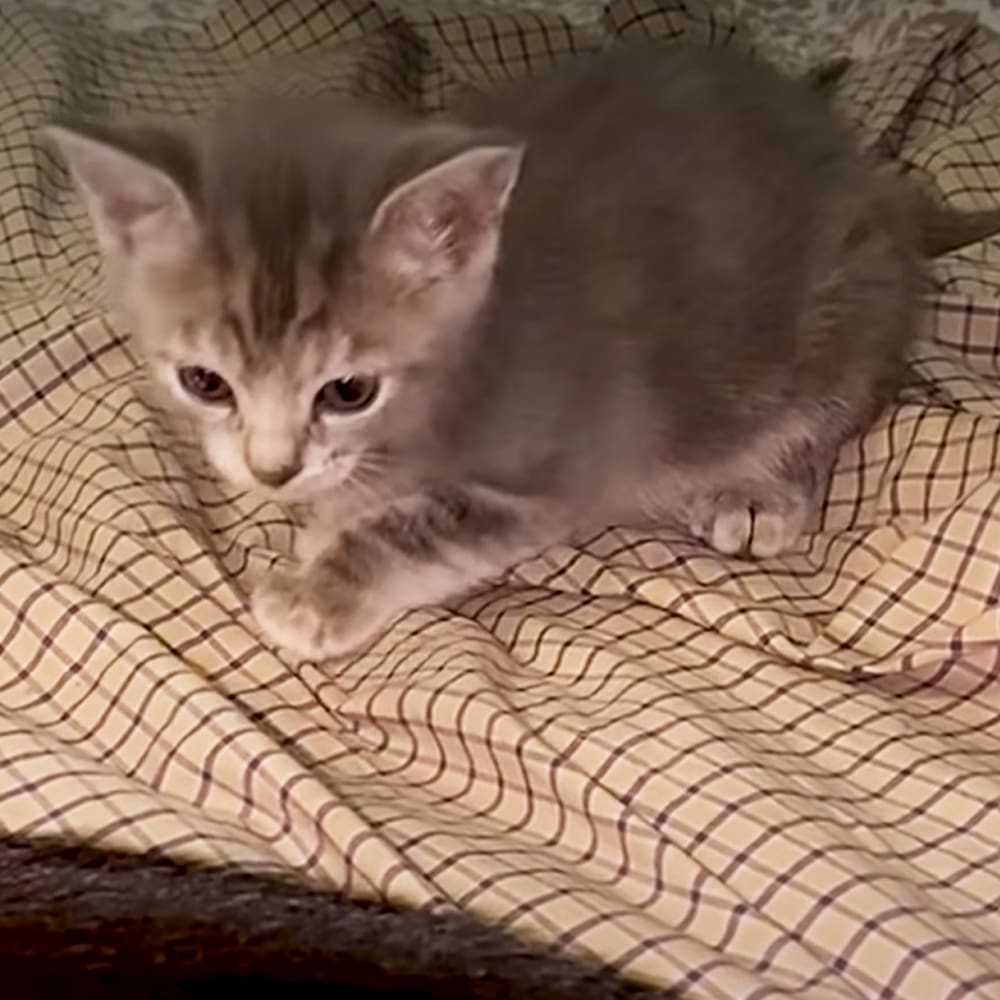A young tabby kitten with gray fur and white markings sits on a plaid blanket indoors.
