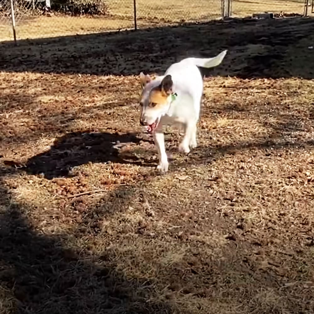 A white dog with brown markings around its face and ears stands outdoors against dry grass and a fence, likely late afternoon lighting.