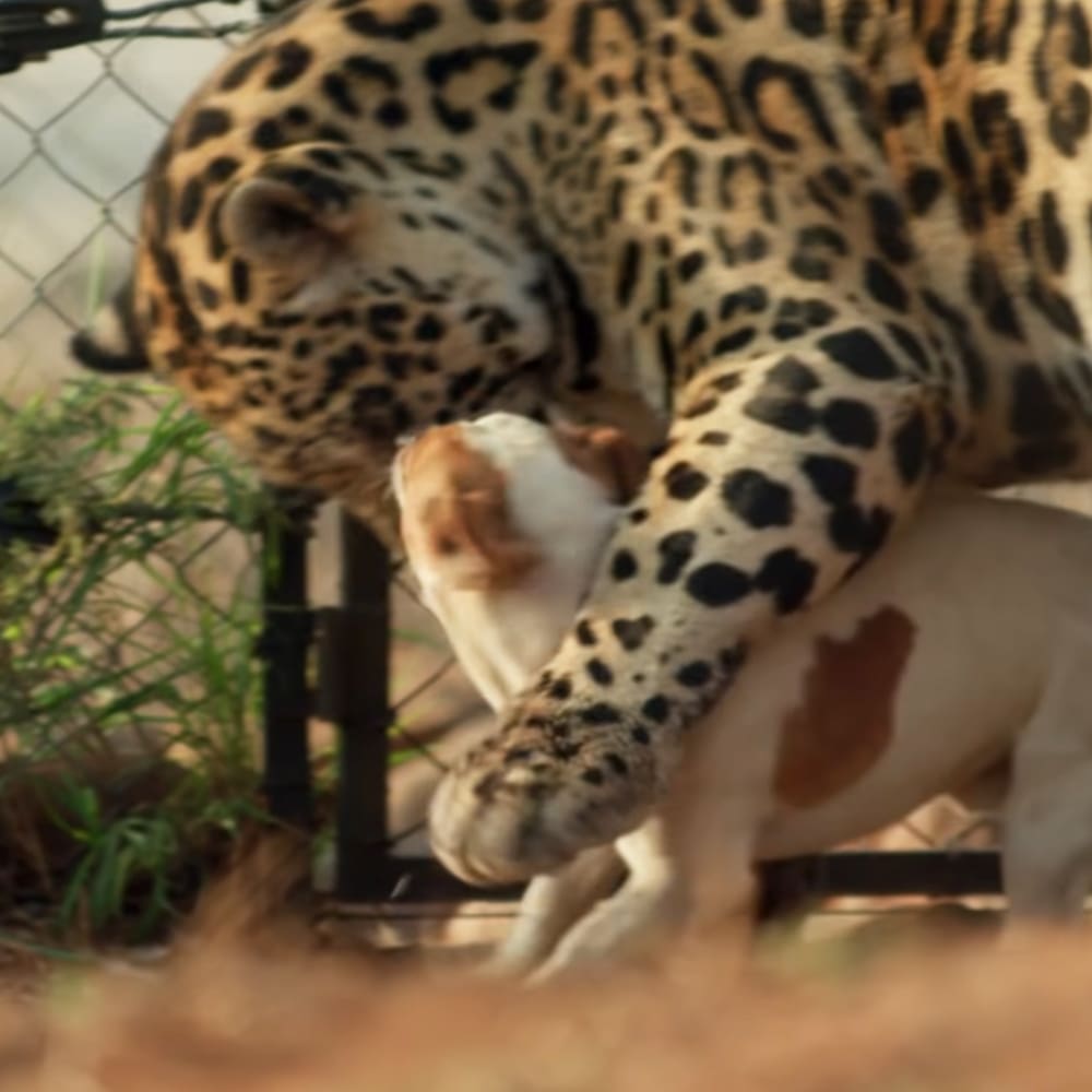 A fully grown adult jaguar with black spots on a tawny coat, within an enclosure at a zoo or wildlife sanctuary during daytime with natural light.