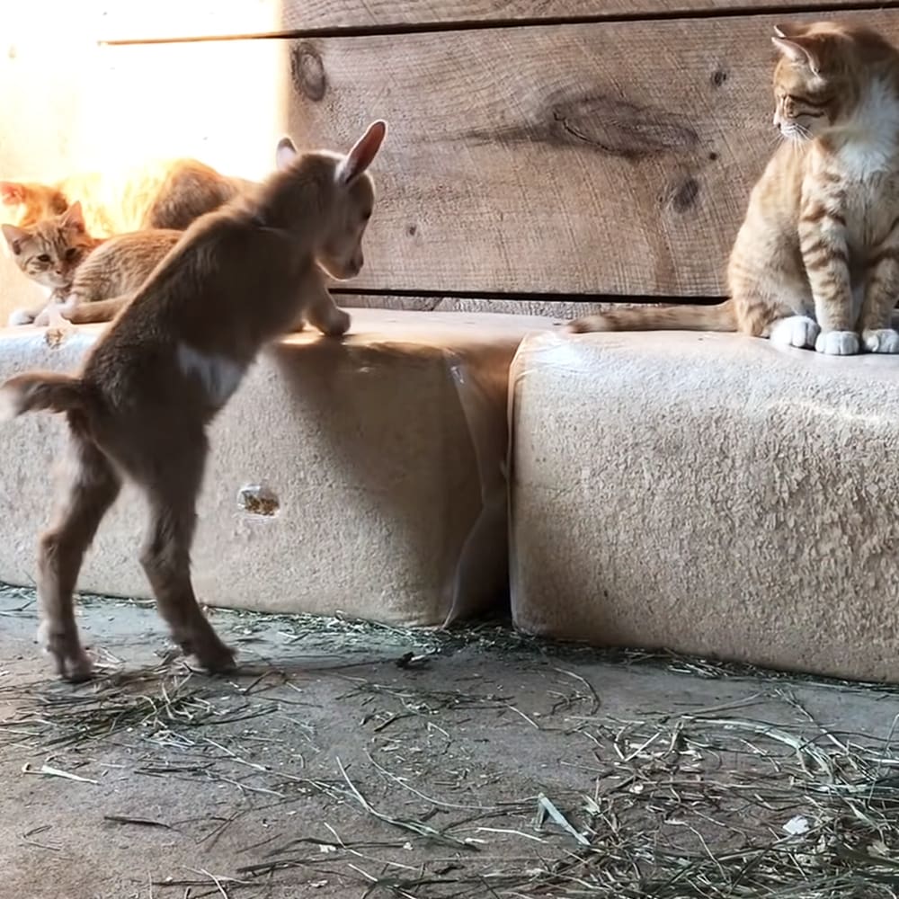 A tabby kitten with orange and white stripes stands among wooden structures, possibly near a barn or shed; another orange cat with darker stripes is also present in the scene.