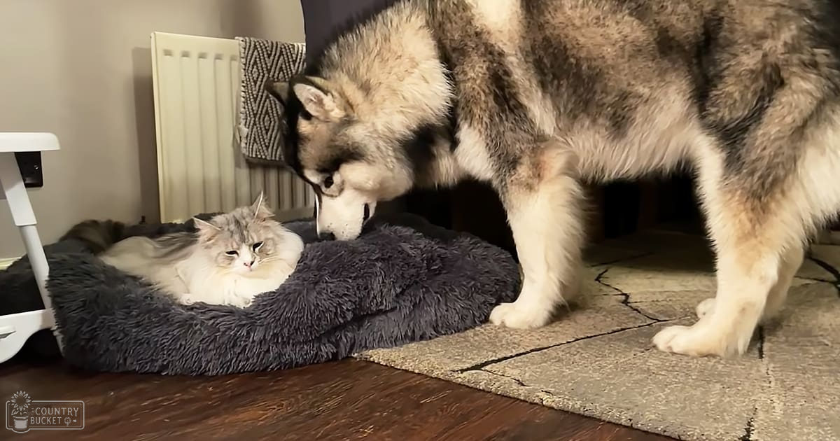 A long-haired domestic cat, possibly a Ragdoll, rests on a cozy gray pet bed indoors with a husky or Alaskan Malamute standing nearby under artificial lighting.