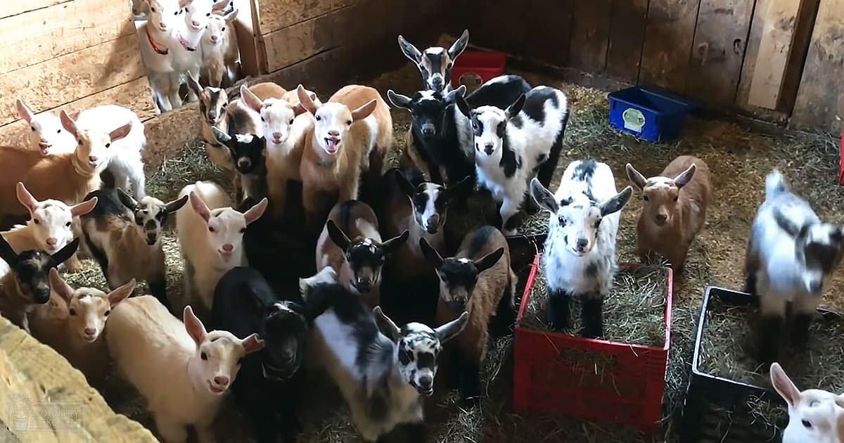 A group of mixed breed goats, including juveniles and adults, in a wooden indoor barn with red plastic crates filled with hay.