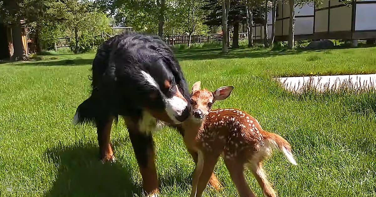 A young Bernese Mountain Dog interacts with a juvenile fawn on a grassy lawn surrounded by trees in daylight during spring or summer.