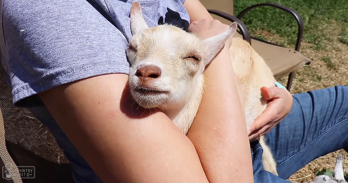 A young adult female wearing a blue t-shirt and jeans stands outdoors with a juvenile baby goat in a rural setting, surrounded by grass and dirt under bright daylight.