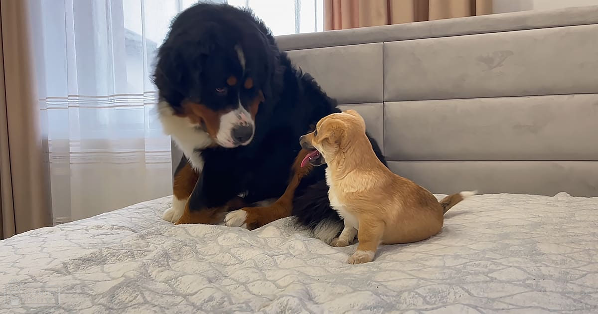 A large black, white, and brown dog alongside a small light brown puppy rest on a quilted bedspread with gray and white tones, surrounded by light-colored curtains in an indoor bedroom setting during daytime.
