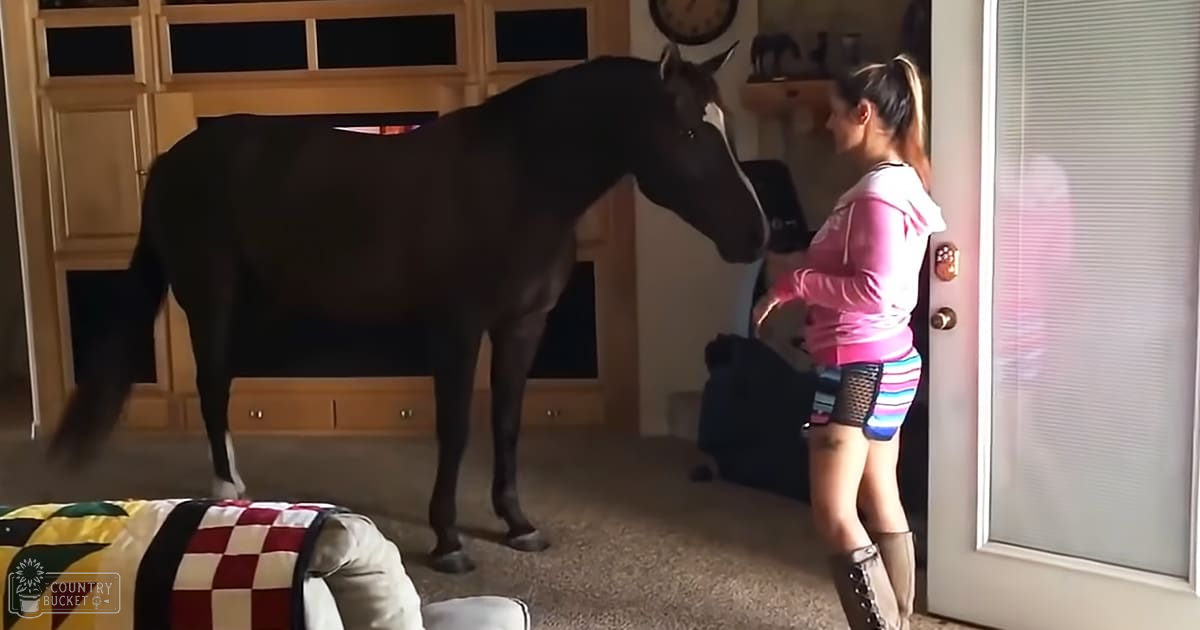 A dark brown thoroughbred horse with white markings stands in a living room setting, wearing a pink t-shirt and multicolored striped shorts. Natural light illuminates the scene.