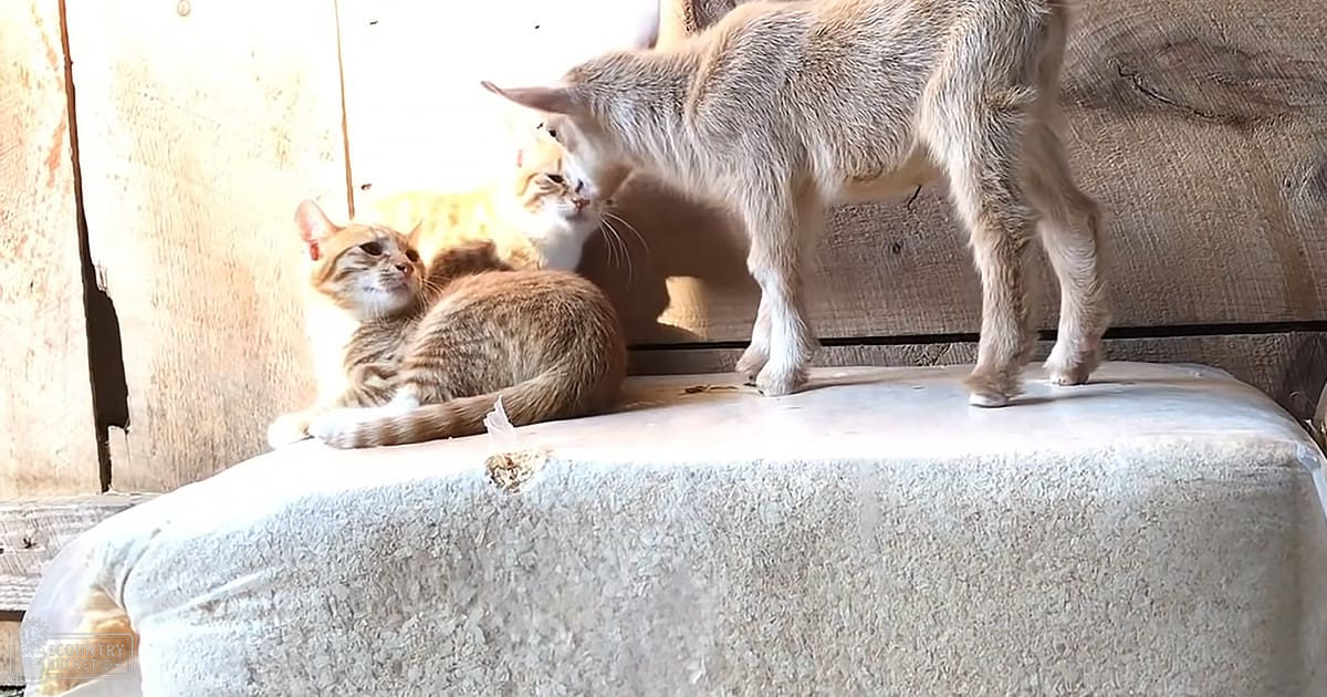 A tabby cat with a striped pattern stands outdoors near wooden planks under natural daylight; other cats partially obscured and one juvenile cat resting nearby, surrounded by earthy tones.