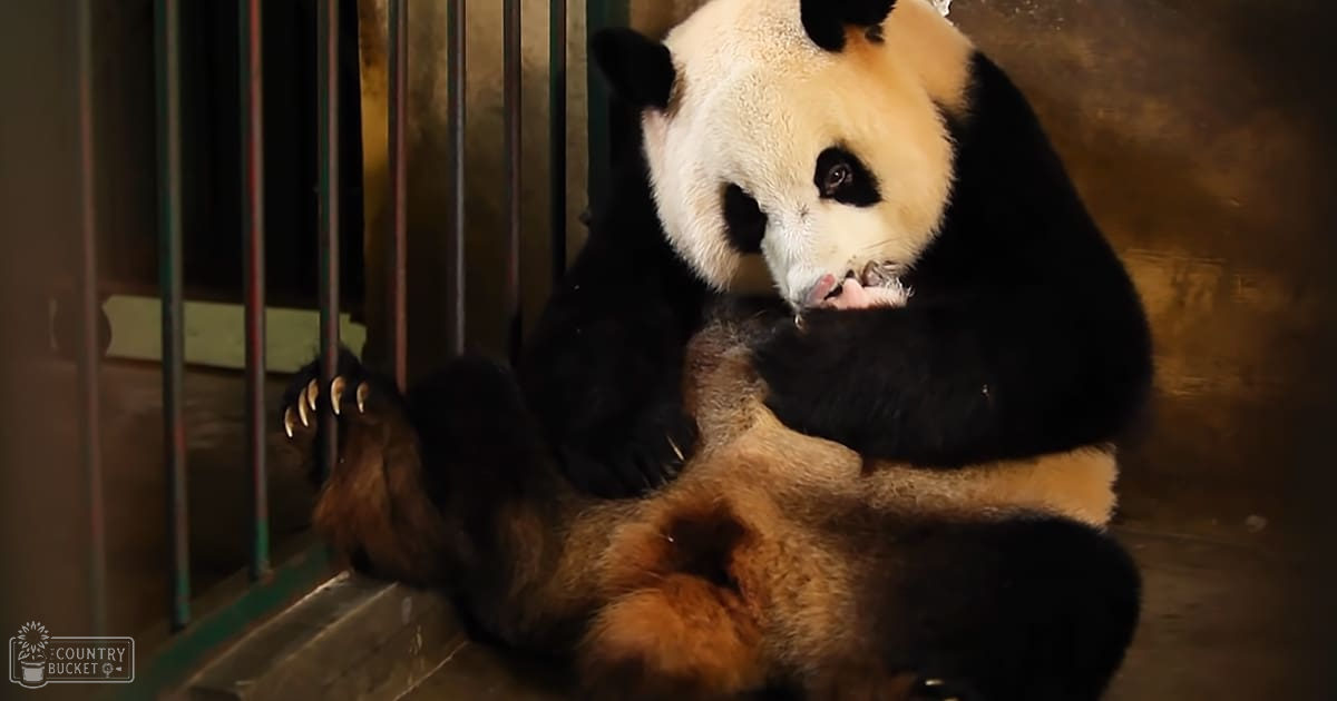 A panda bear with black and white fur in an indoor enclosure with vertical bars and a wooden floor.