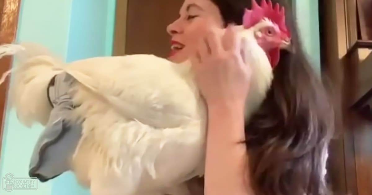 A young adult female in a white dress holds an adult domestic chicken with rooster comb and wattle indoors, natural light suggests daytime.