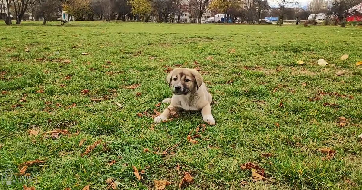 A light brown puppy with darker markings lying on an open grassy area with scattered leaves, trees in the background suggesting autumn during daylight hours.