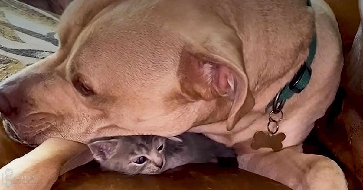 A pit bull and a gray tabby kitten resting together indoors, surrounded by soft lighting with no clear indication of season or time of day.