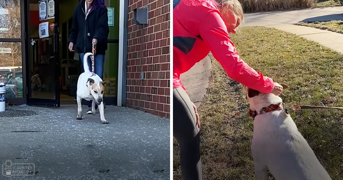 A Jack Russell Terrier or similar small breed dog being walked outside a building in an urban area, with two individuals wearing casual clothing. The scene is set during daytime, likely spring or early fall.
