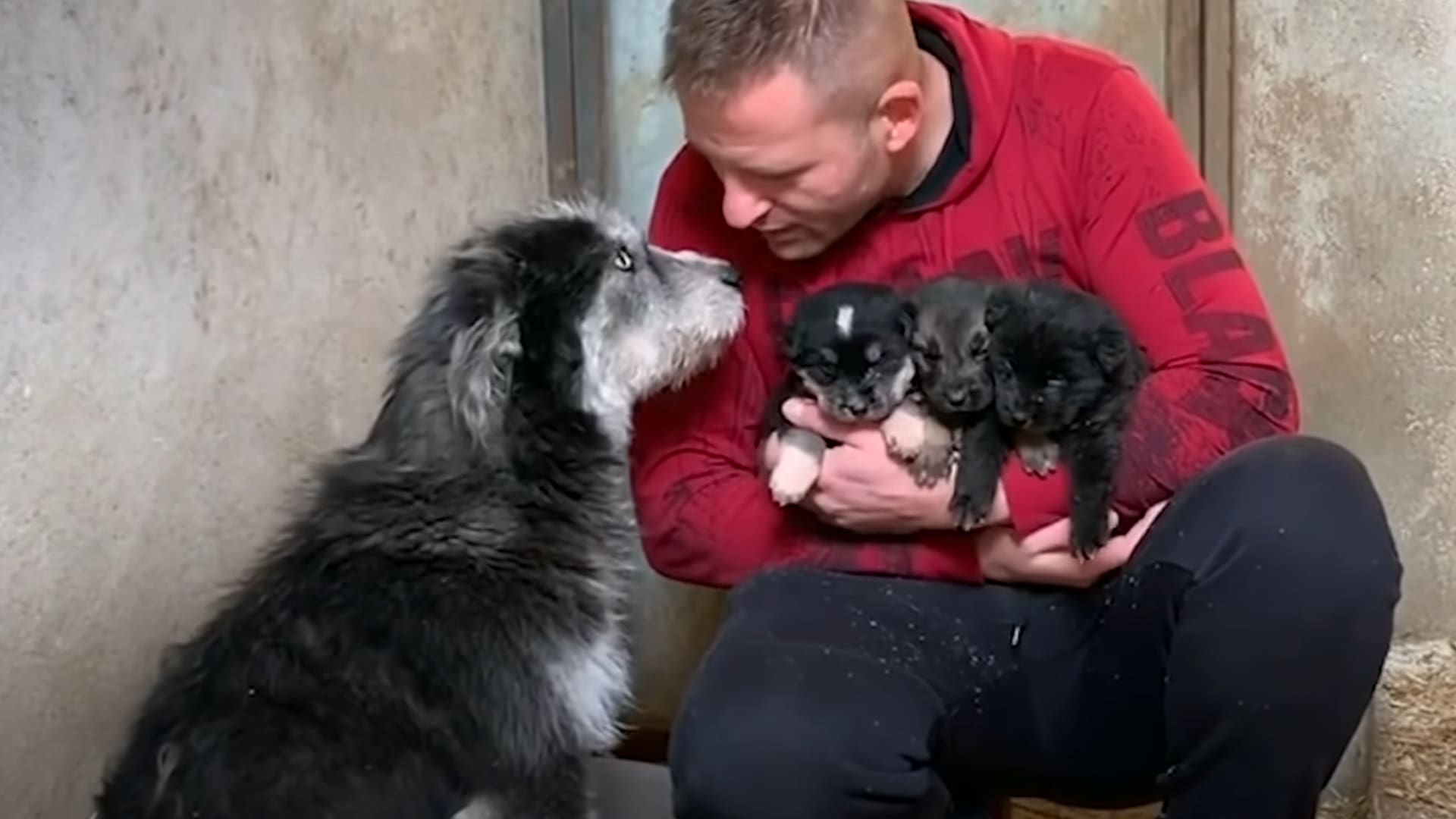 Adult male interacting with black and white puppies in a rustic indoor setting, possibly barn or stable, under natural daylight.