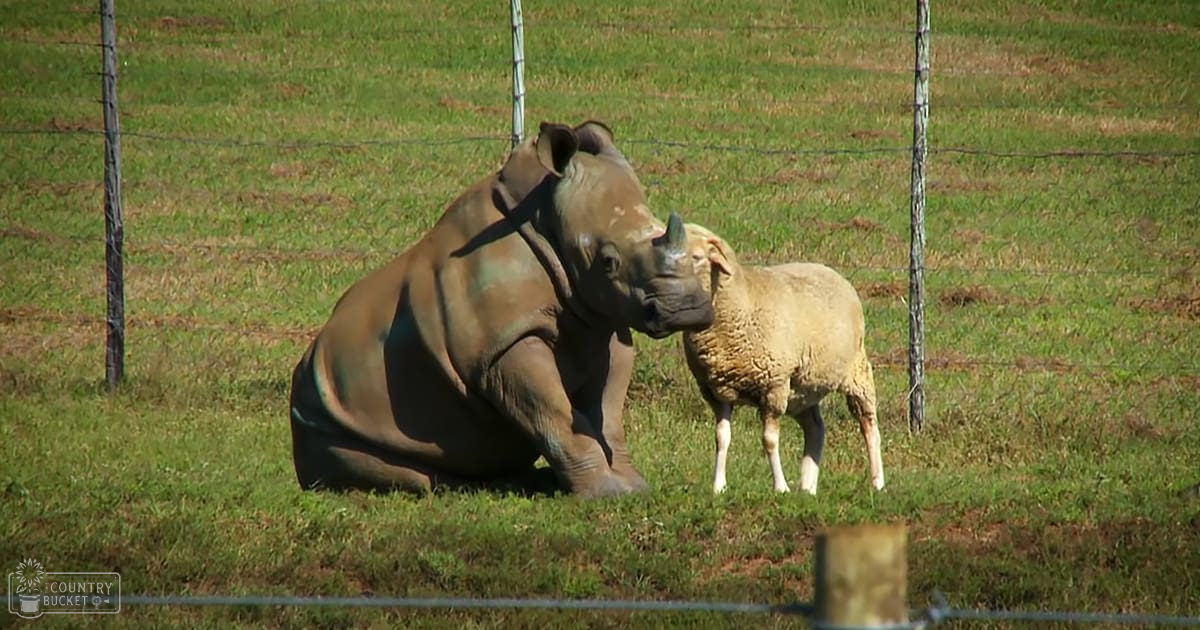 An adult rhinoceros standing in an enclosed grassy area with a sheep nearby; spring or summer season with bright daylight and greenery dominating the scene.