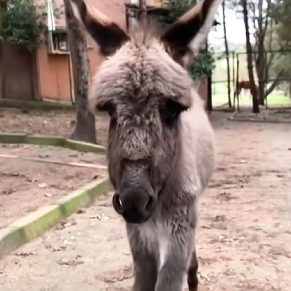 A gray-furred adult donkey with a black nose stands in an outdoor enclosure surrounded by greenery under natural daylight.