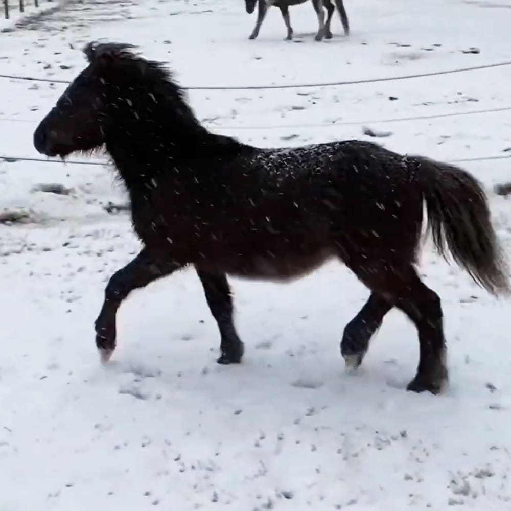 A small dark-colored horse with a thick coat stands amidst light snowfall in an open snowy field enclosed by wire fencing, under natural daylight during winter.