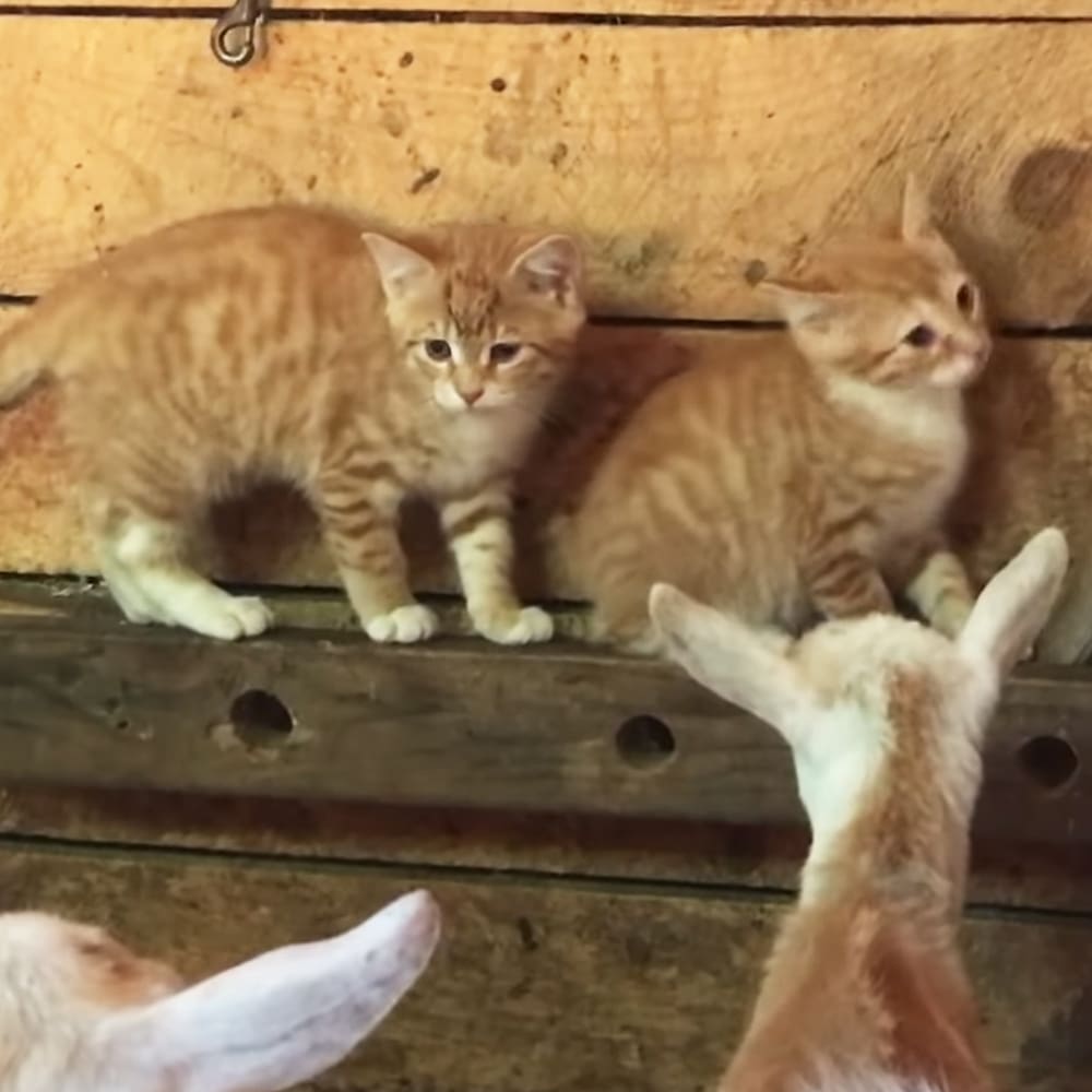 Two orange tabby kittens with white paws indoors, possibly in a barn or shed.