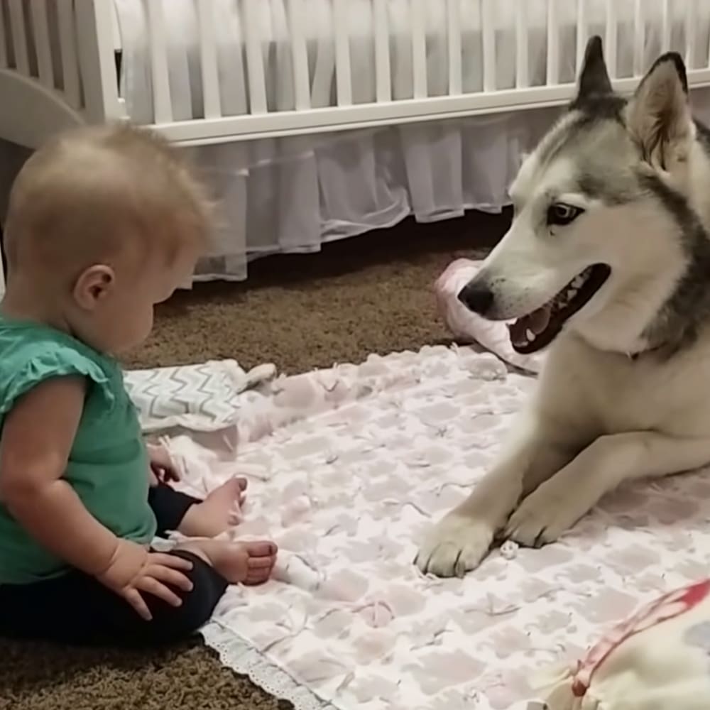 A husky dog with a white and gray coat sits near an infant in a green sleeveless top, both in a cozy indoor home setting with light-colored carpet and a crib.