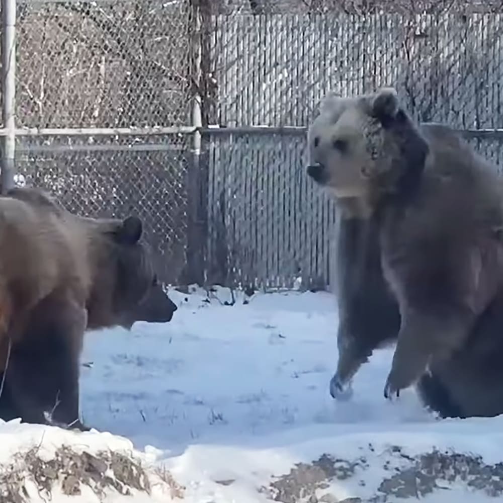 Two brown bears with thick fur and winter snow at a zoo enclosure, daytime.