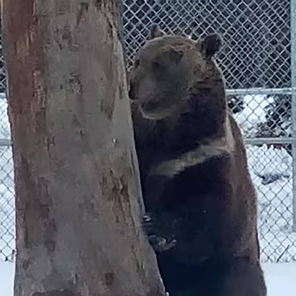 A brown bear with dark fur and lighter patches stands in a snowy enclosure at what appears to be a zoo during winter, with daylight lighting.