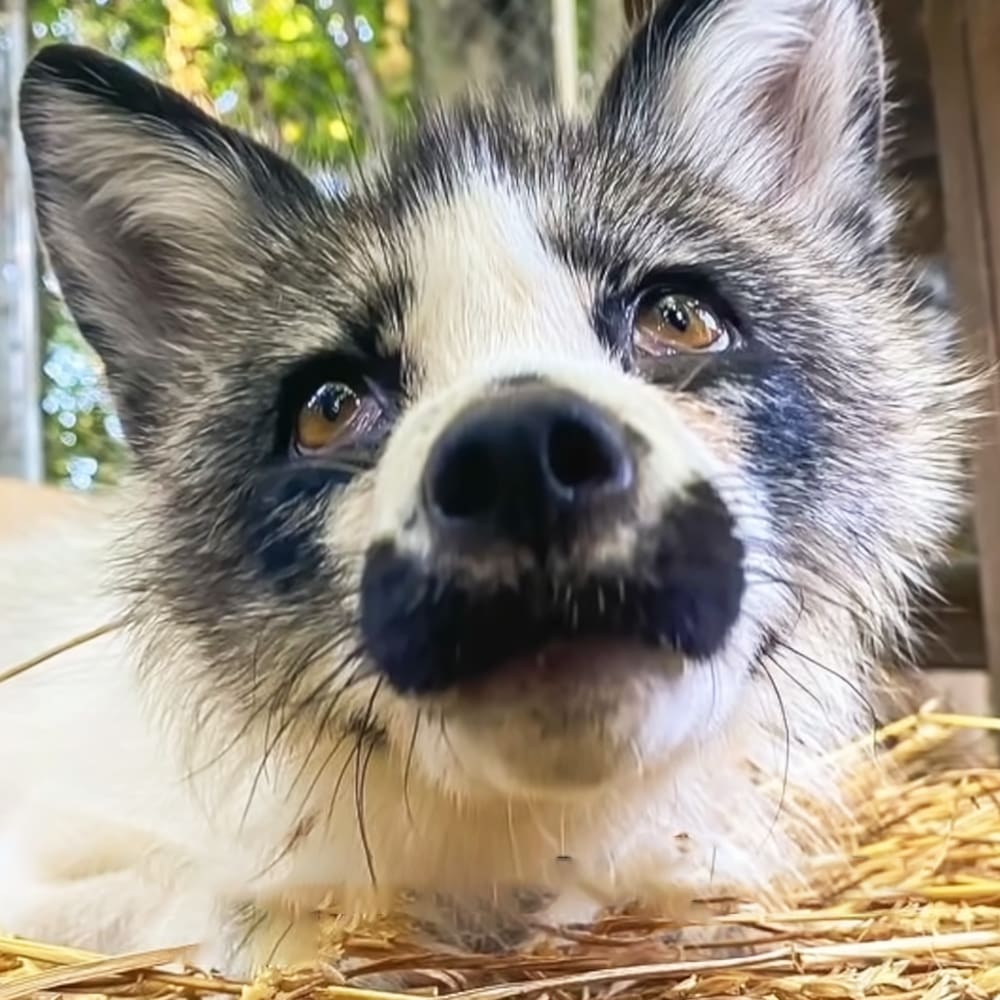 A husky-like dog with a thick coat and distinctive markings stands outdoors amidst lush greenery under natural light.