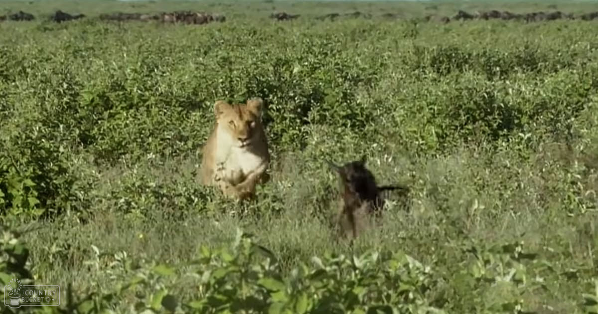 Adult female lioness with light brown fur in a dry savanna during daytime, surrounded by tall grasses and a smaller dark-colored animal nearby.