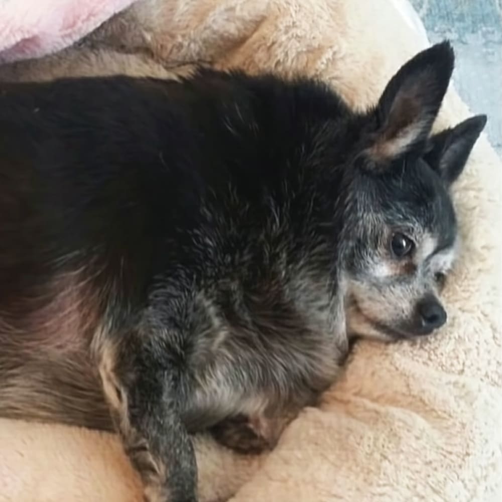An older adult dog with black fur and white markings indoors on a soft, light-colored surface during daytime.