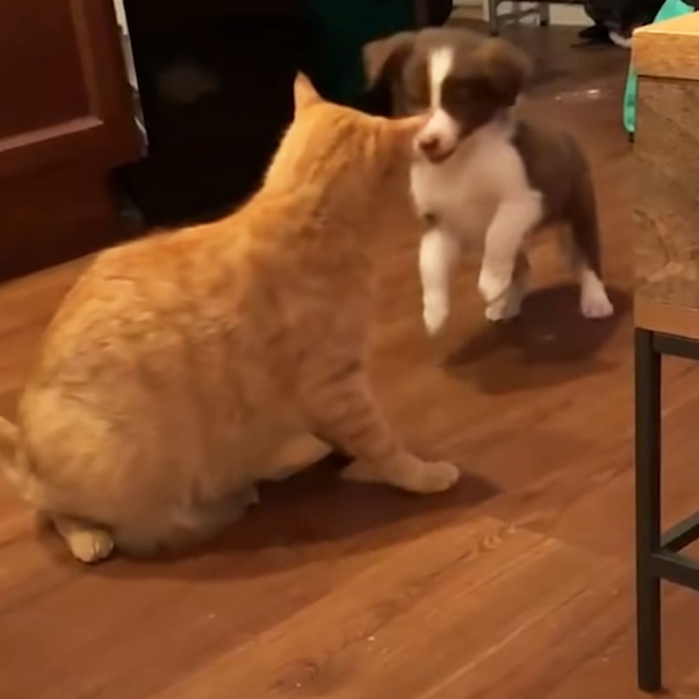 A domestic shorthair tabby adult cat and a juvenile Boxer dog with white and brown coat markings in an indoor home environment, with wooden flooring visible.