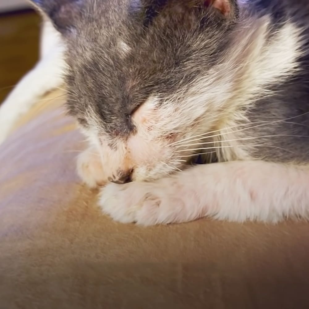 A tabby cat with gray and white fur rests on a soft surface indoors under warm natural daylight.
