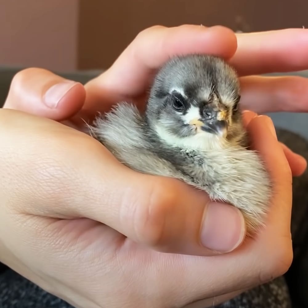 A young chick with grayish-brown feathers stands on a neutral-colored indoor surface.