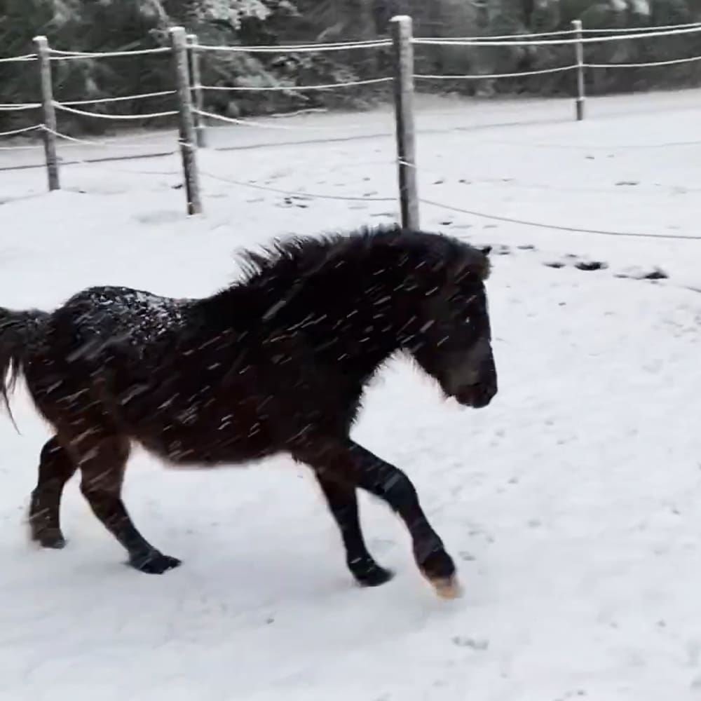 A dark-colored pony with a black mane and tail stands within a snowy enclosure, surrounded by a wire fence under overcast winter conditions.