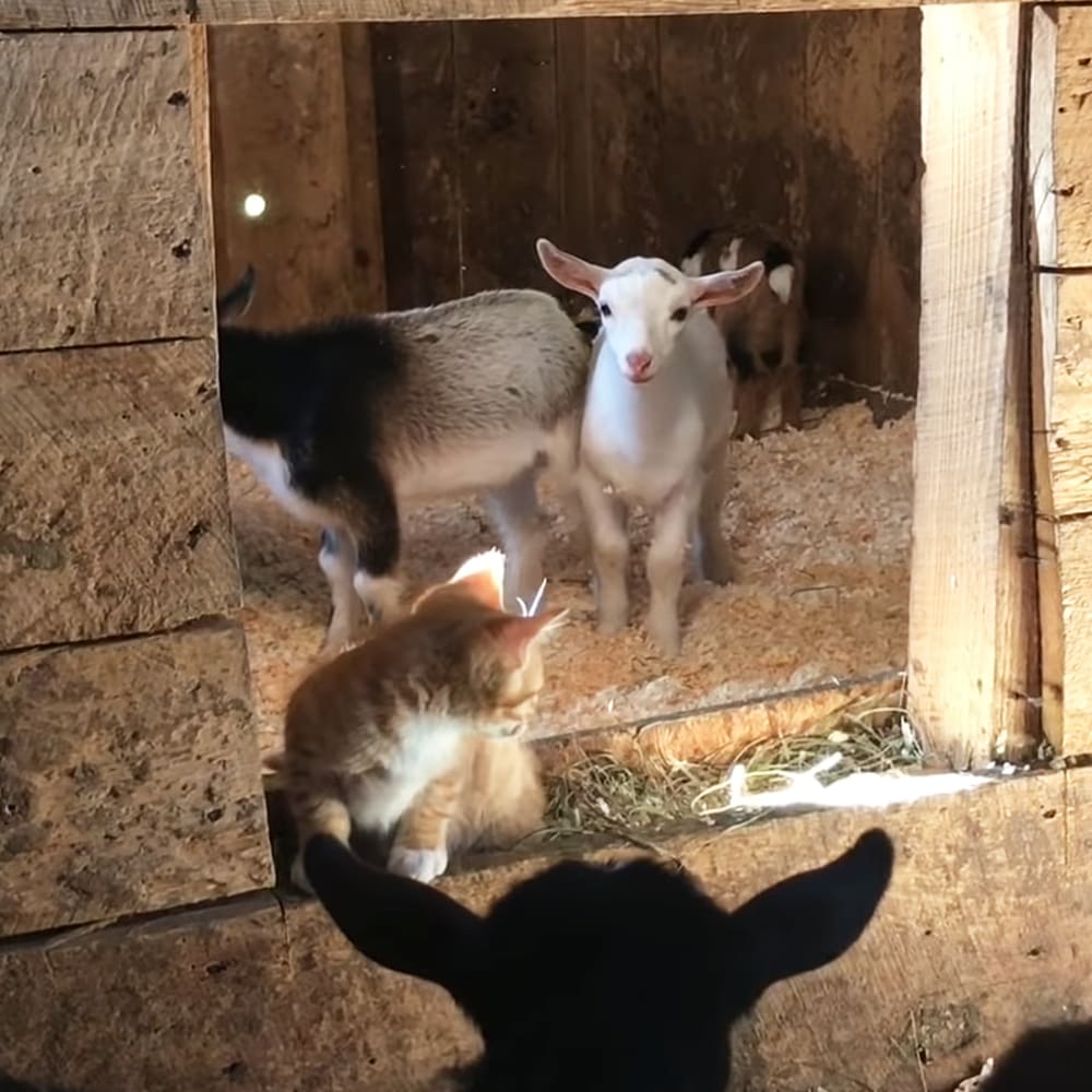 A tabby kitten with orange and white fur, alongside two adult goats in an indoor barn setting during the daytime.