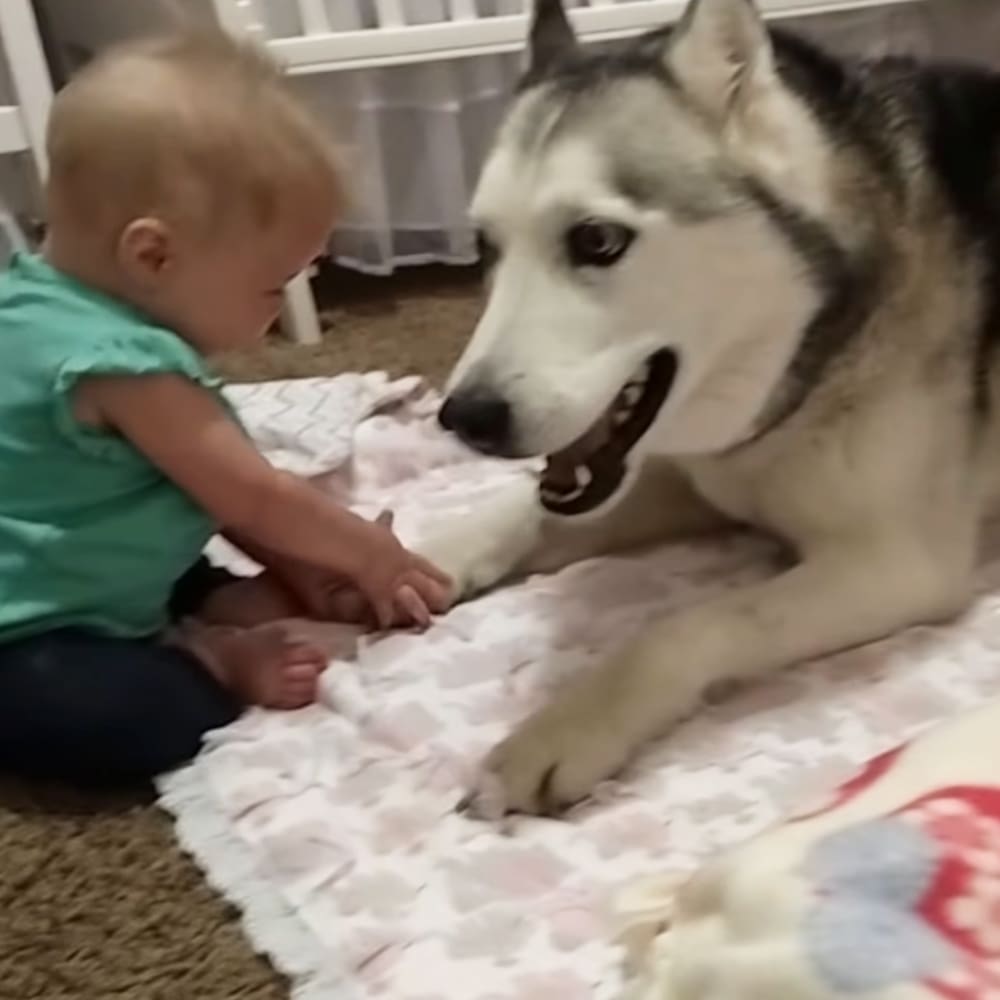 A baby wearing a teal-green sleeveless top interacts with an adult Siberian Husky on a patterned blanket in a softly lit indoor bedroom setting.
