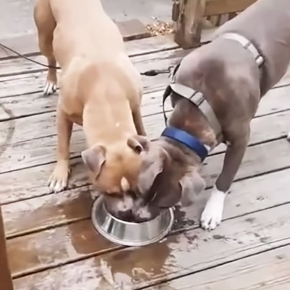 Two dogs eating from a metal bowl on an outdoor wooden deck under natural sunlight.