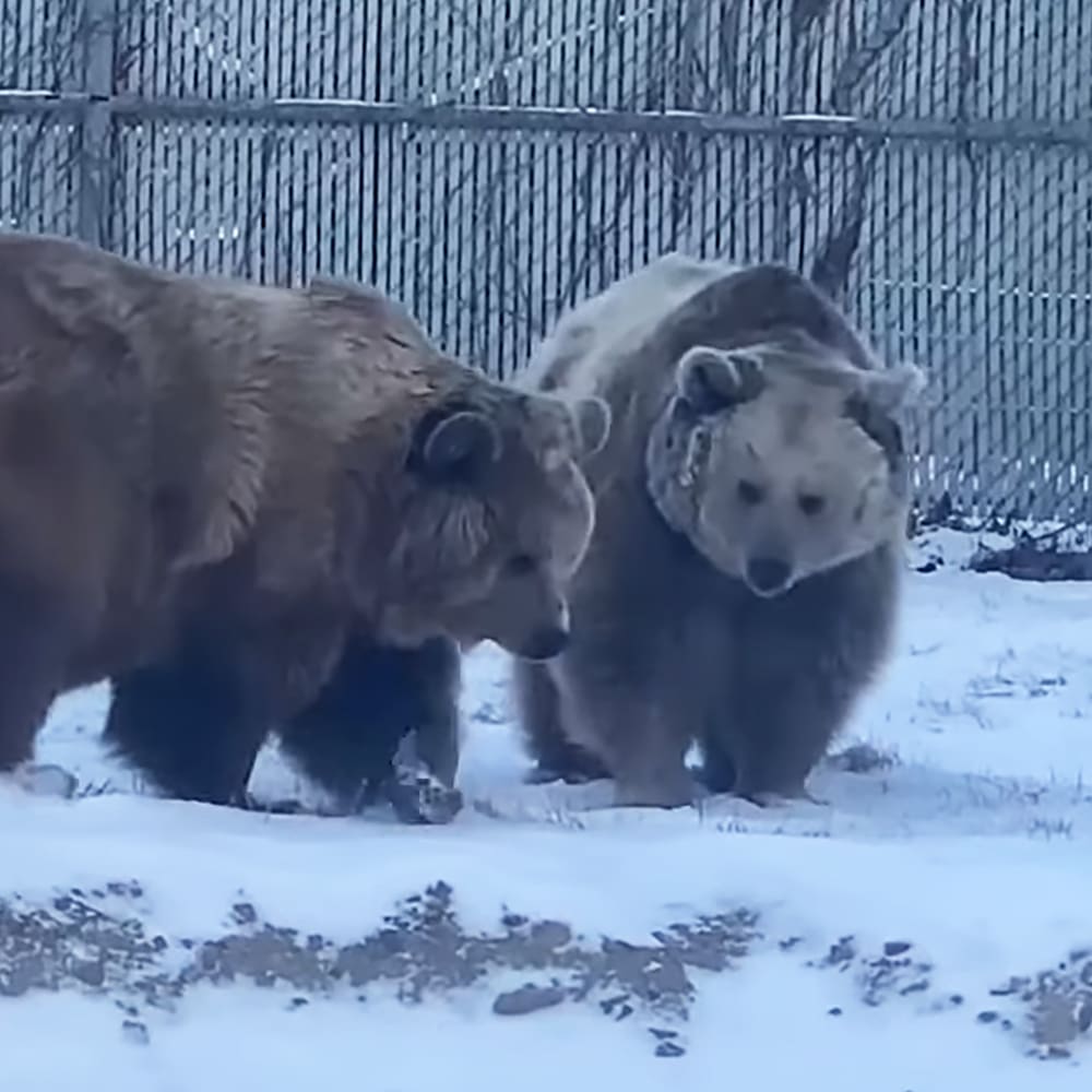 Two adult brown bears in a snowy enclosure with chain-link fencing, bare trees, and overcast winter light.