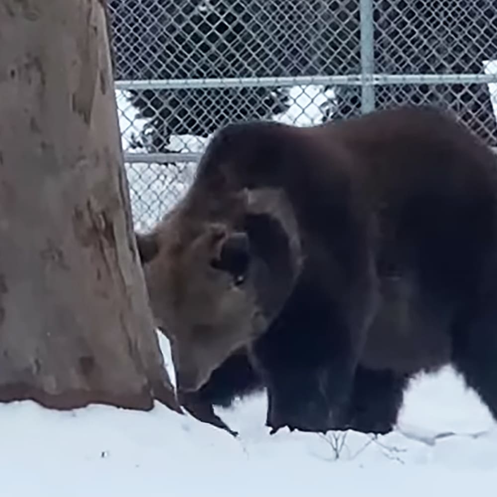 A brown bear in a snowy enclosure at a zoo with a chain-link fence, likely during winter or early spring