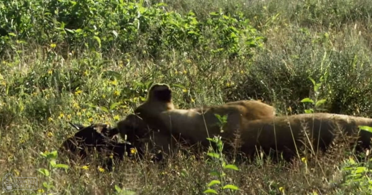 An adult female lioness with a light brown coat in a savanna or grassland setting during daytime, surrounded by dry grass and green shrubs.