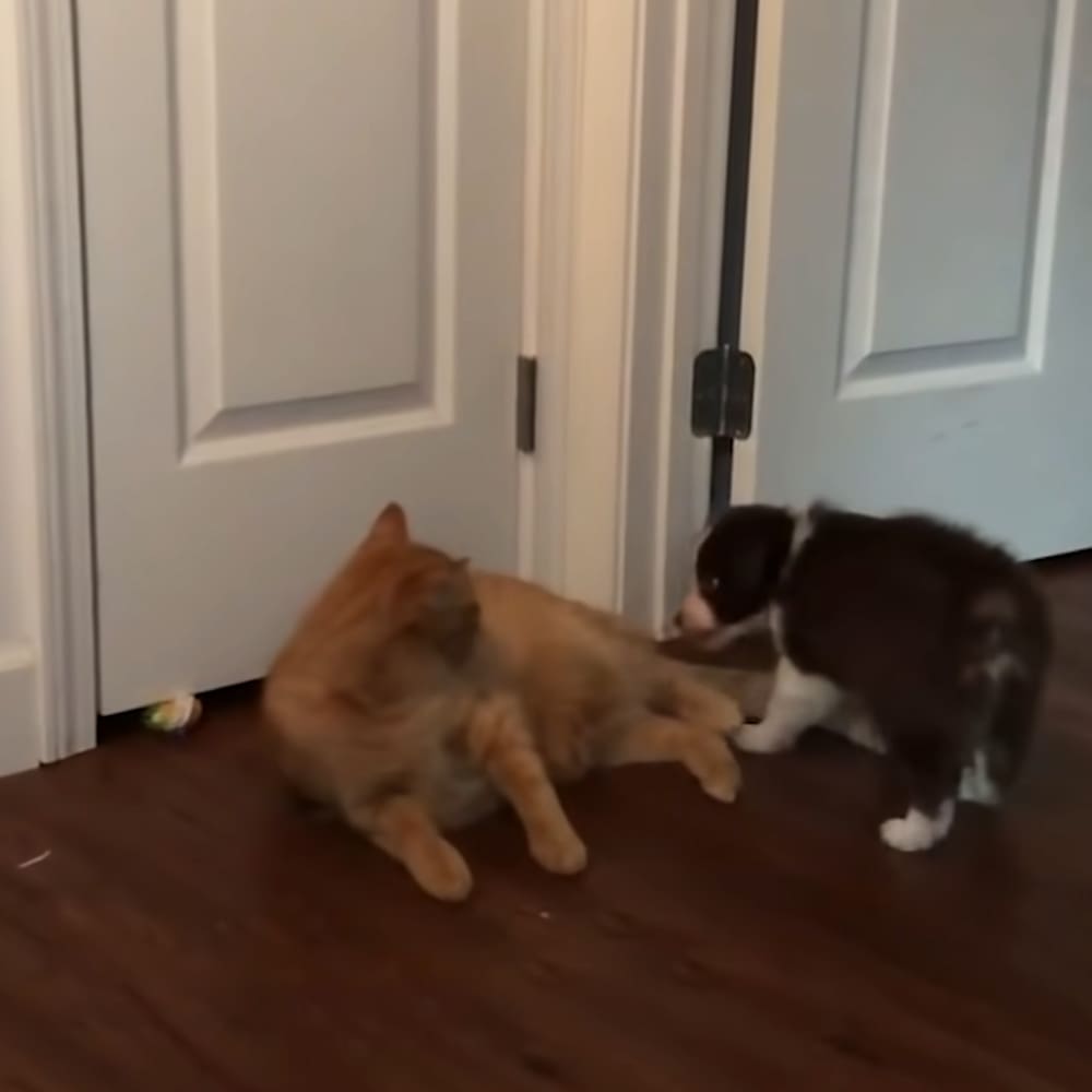 Two tabby adult cats with orange fur in a home setting on wooden flooring.