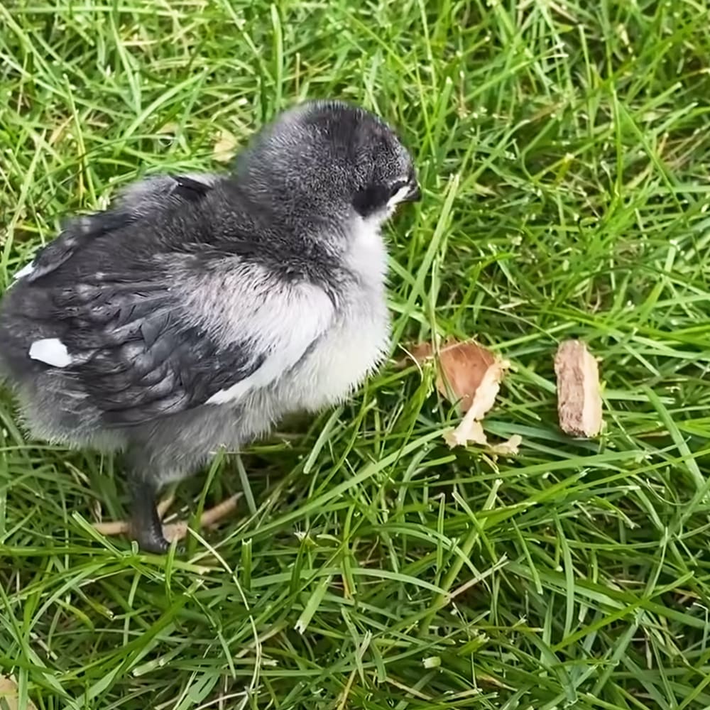 A young chick with black and white plumage stands in a grassy area during spring or summer under natural daylight.