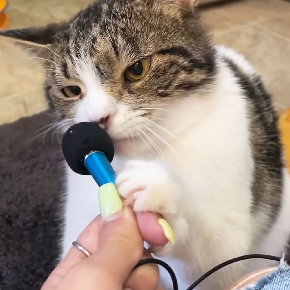 A tabby cat with white and gray markings sits indoors near a microphone and hand with painted nails on carpeted floor.